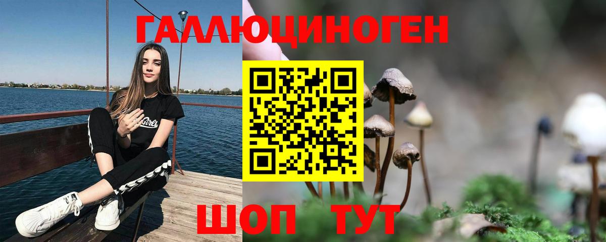 Псилоцибиновые грибы Psilocybe Горно-Алтайск